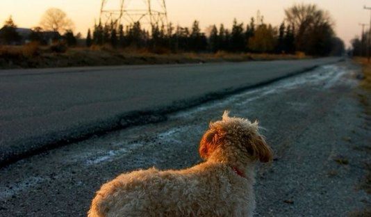 De autoria de Tarcizo Freire, projeto que cria Patrulha Pet em Alagoas é aprovado na ALE