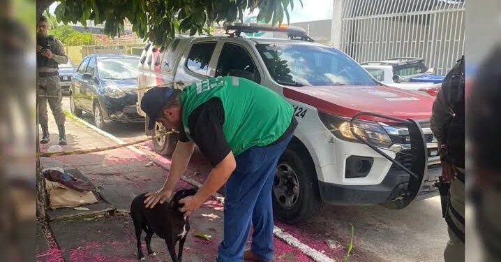 Morador de rua é encontrado morto e cadela se recusa a sair de perto do tutor