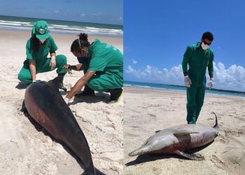 Cinco golfinhos encalhados são encontrados em Alagoas em menos de 10 dias