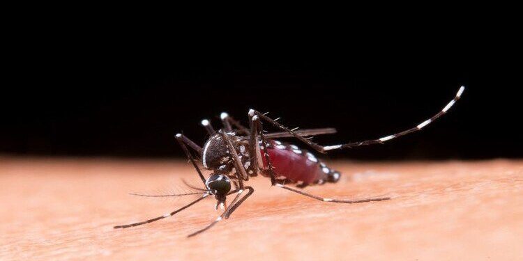 Ministério Público emite recomendação à prefeitura de Maceió com medidas de combate à dengue