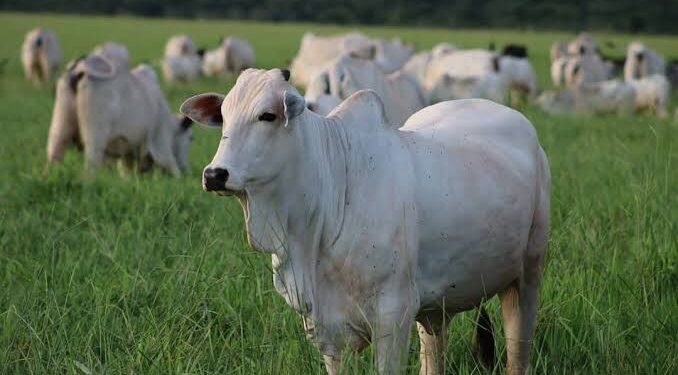 Avanço: Alagoas conquista status sanitário de zona livre de febre aftosa