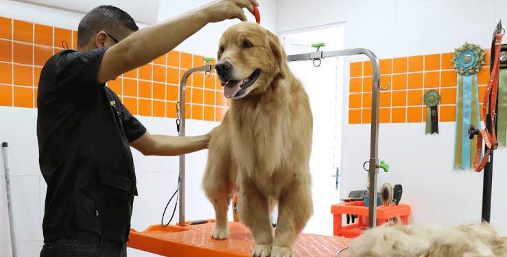 Empresas para pets em Alagoas crescem 71% em 5 anos