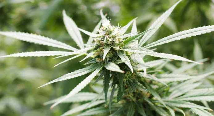 STJ decide hoje sobre autorização para cultivo de cannabis com fins medicinais