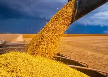 Alagoas é 3º estado do Nordeste em produção de grãos na safra 2024