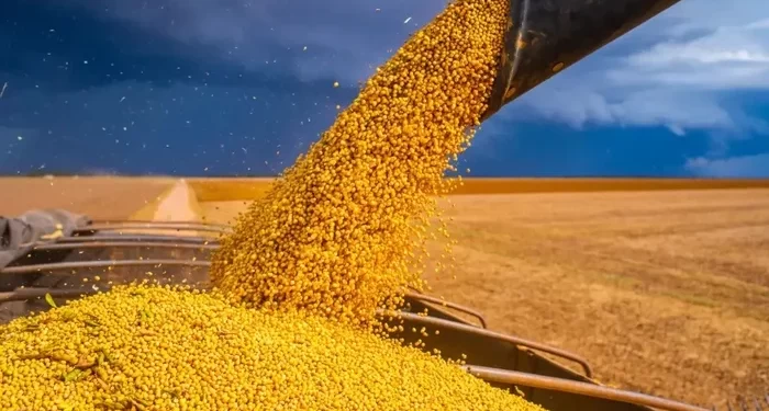 Alagoas é 3º estado do Nordeste em produção de grãos na safra 2024