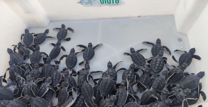 Biota faz soltura de filhotes de tartaruga em Guaxuma