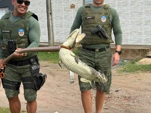 Jacaré é resgatado em loteamento após fortes chuvas em Marechal Deodoro