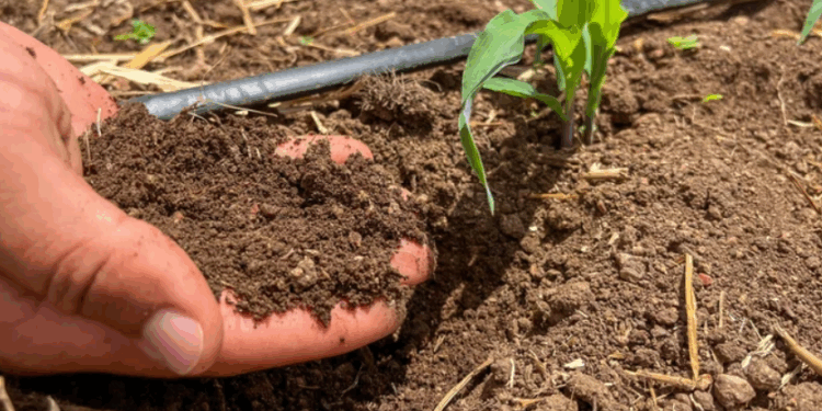 Alagoas se destaca como primeiro estado do Nordeste a lançar Plano de Baixo Carbono