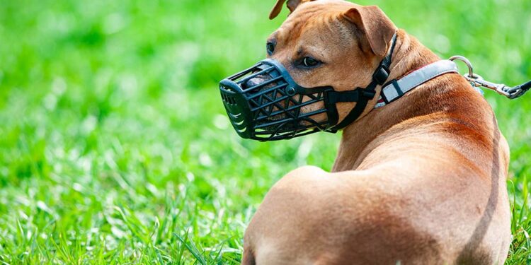 Deputados analisam projeto que obriga uso de focinheira para raças específicas de cães em Alagoas