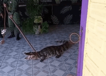 Jacaré aparece em açaiteria e surpreende funcionários em Marechal Deodoro