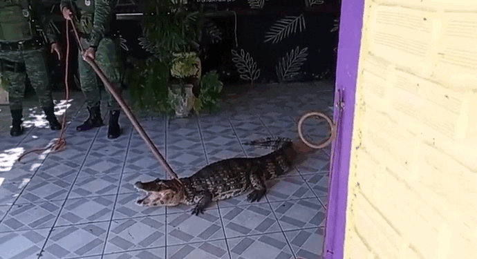 Jacaré aparece em açaiteria e surpreende funcionários em Marechal Deodoro