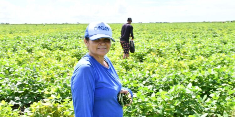 Colheita do “Comida na Mesa” fortalece agricultura familiar e movimenta meio milhão em São Miguel