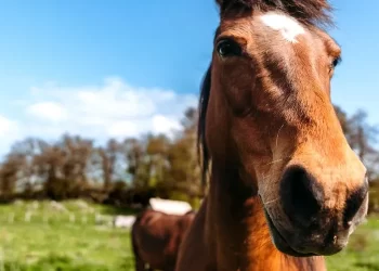 Mortes de cavalos em Alagoas somam 65 casos associados a ração contaminada, informa Mapa