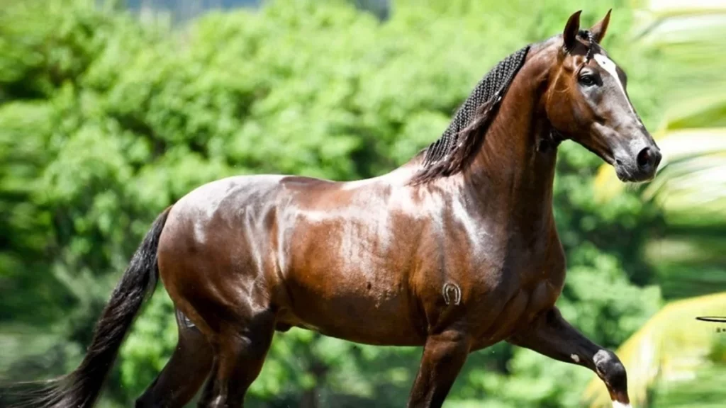 Cavalo de R$ 12 milhões morre após consumir ração de fábrica goiana; casos se espalham pelo Brasil