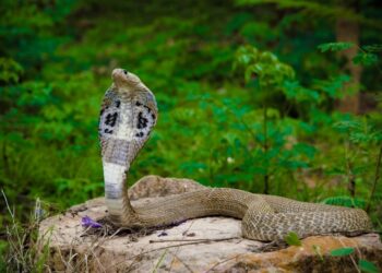 Criança de dois anos sobrevive após morder e matar cobra venenosa que a atacou em casa