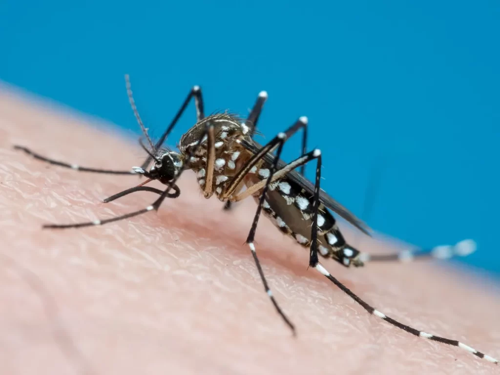 Casos de dengue caem mais de 80% em Alagoas no 1º semestre, mas Sesau mantém alerta para prevenção