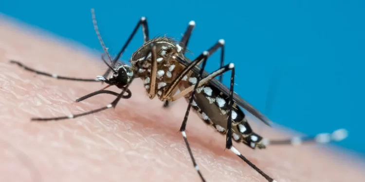 Casos de dengue caem mais de 80% em Alagoas no 1º semestre, mas Sesau mantém alerta para prevenção
