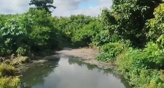 Presença de jacarés e jiboia transforma ladeira em Arapiraca em ponto de curiosidade