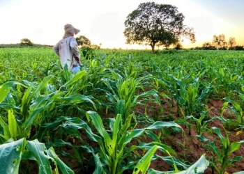 Agricultores afetados por tragédias terão acesso ao Fundo Social, decide Câmara