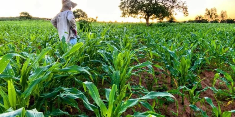Agricultores afetados por tragédias terão acesso ao Fundo Social, decide Câmara