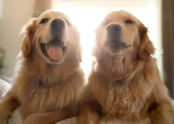 Estudo revela que cachorros têm impacto ainda maior do que o previsto no controle do estresse humano