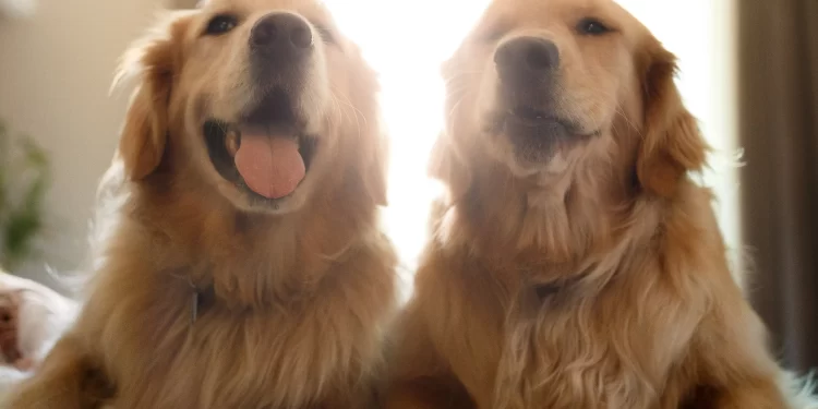 Estudo revela que cachorros têm impacto ainda maior do que o previsto no controle do estresse humano