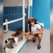 Vítimas de maus-tratos, cães são acolhidos em abrigo da jogadora Marta