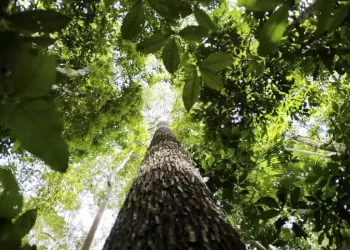 Países defendem fundo florestal com recursos carimbados para indígenas