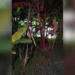 Polícia Civil encontra corpo enterrado em cova na Zona da Mata de Alagoas