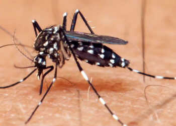 Governo Lula recebe aval do STF para pagar pensão e indenizações a vítimas do Zika vírus