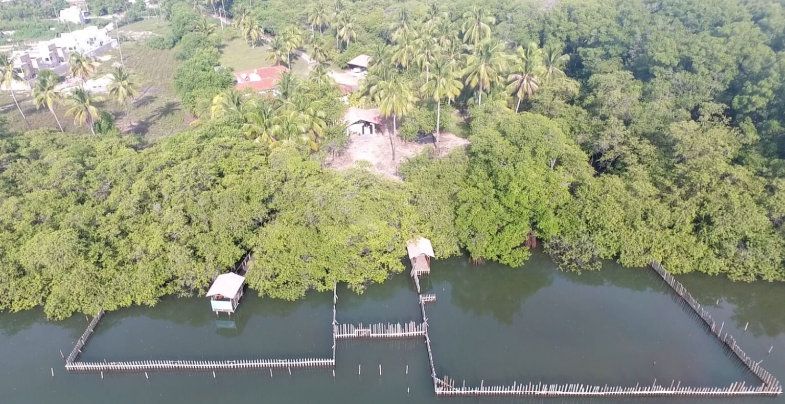 Morte de peixes-bois em Alagoas levanta suspeita de contaminação ambiental