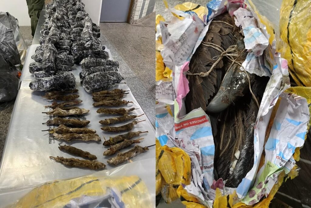 Carga com 170 kg de animais mortos e empalhados é apreendida em Guarulhos