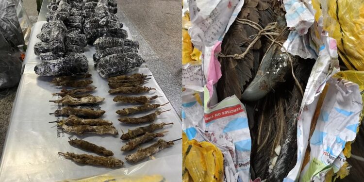 Carga com 170 kg de animais mortos e empalhados é apreendida em Guarulhos