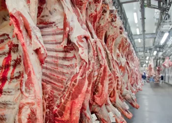 Exportação de carne bovina bate recorde em mês anterior ao tarifaço