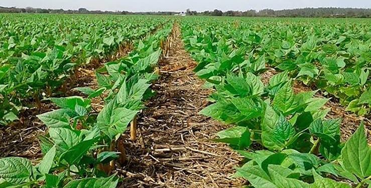 AL registra avanço de quase 40% na produção agrícola em 2025, impulsionado pelo milho e feijão da 2ª safra