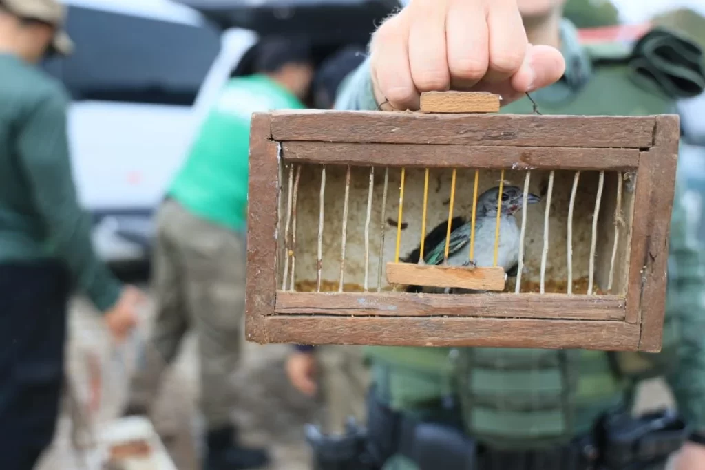 Maus-tratos: FPI do Rio São Francisco resgata 26 animais silvestres de feira