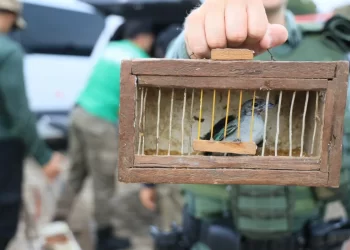 Maus-tratos: FPI do Rio São Francisco resgata 26 animais silvestres de feira