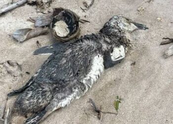Quinto pinguim morto em AL é achado em praia de Maragogi