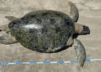 Tartaruga-verde adulta é encontrada morta presa em rede na Ponta Verde