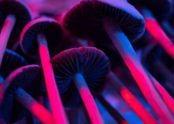 Morte de universitário pode estar ligada a bando dos “cogumelos mágicos”