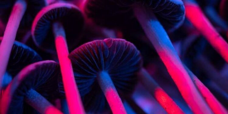 Morte de universitário pode estar ligada a bando dos “cogumelos mágicos”