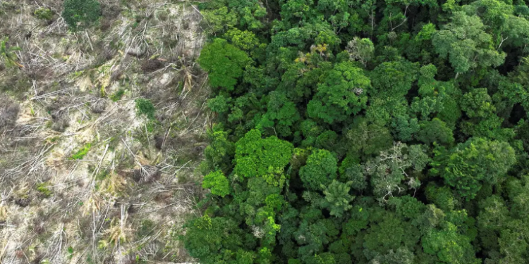 Em 40 anos, Amazônia perdeu área de vegetação do tamanho da França