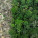 Em 40 anos, Amazônia perdeu área de vegetação do tamanho da França