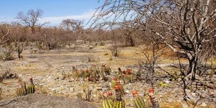 Alagoas perde vegetação da Caatinga, mas cresce em energia solar