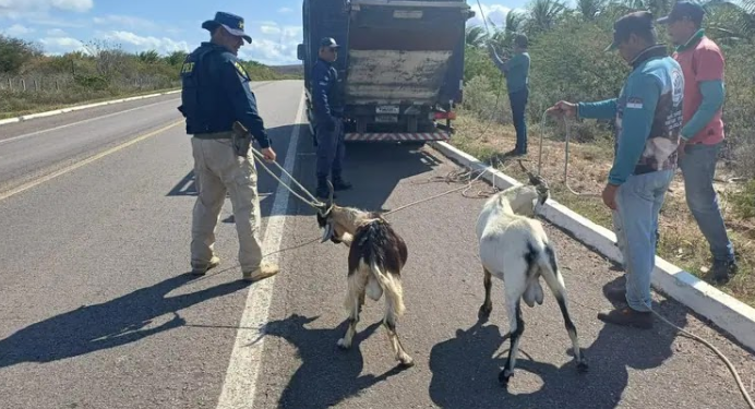 Após mortes em acidentes, PRF intensifica apreensão de animais em rodovias do Sertão