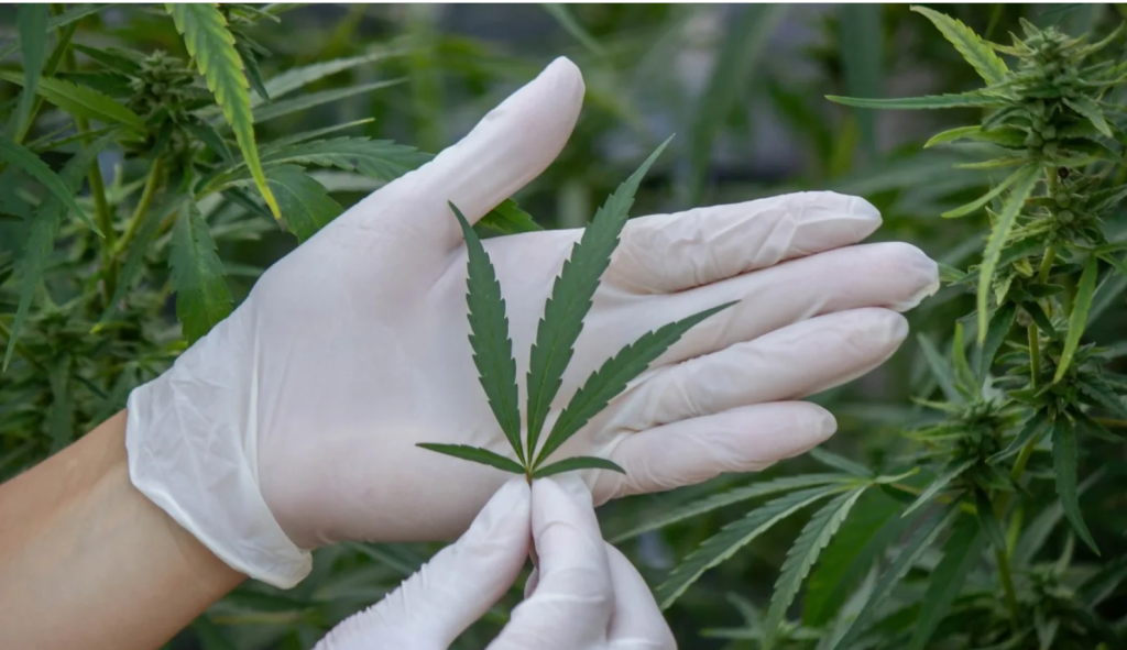 Cannabis: termina nesta terça (30) prazo para governo regular o chânhamo