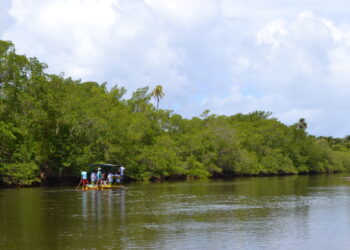 Análises confirmam presença de compostos nocivos no Rio Tatuamunha após mortes de peixes-boi