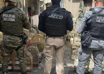 Operação prende na Bahia um dos maiores traficantes de animais do país