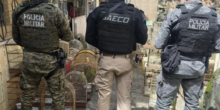 Operação prende na Bahia um dos maiores traficantes de animais do país