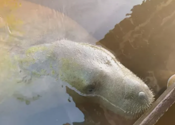 MPF cobra laudos sobre morte de peixes-boi no Litoral Norte e acende alerta ambiental em Alagoas